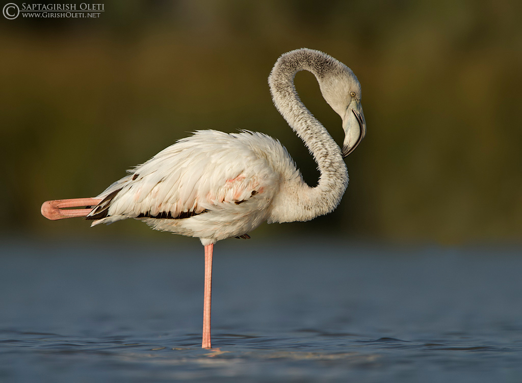 Greater Flamingo photographed at Little Rann of Kutch