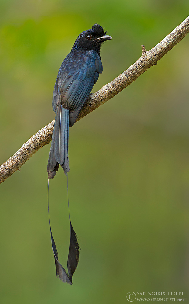 Greater Racket-tailed Drongo photographed at Thattekkad, Kerala, India