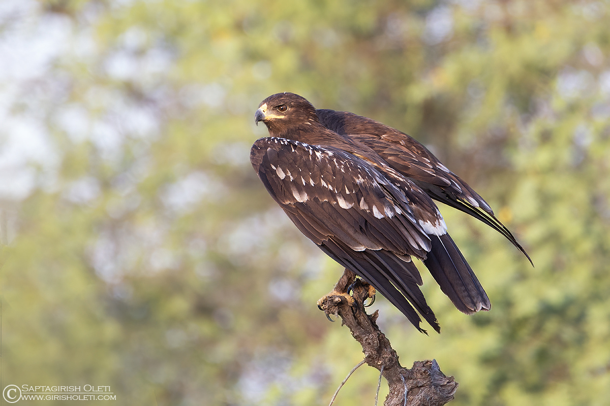 Greater Spotted Eagle photographed at Taal Chappar, Rajasthan