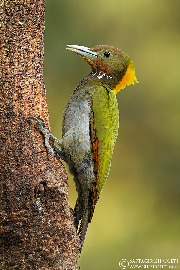 Greater Yellownape photographed at Sattal