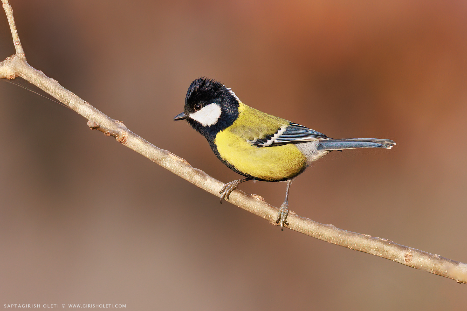 Green-backed Tit photographed at Munsyari, Uttarakhand