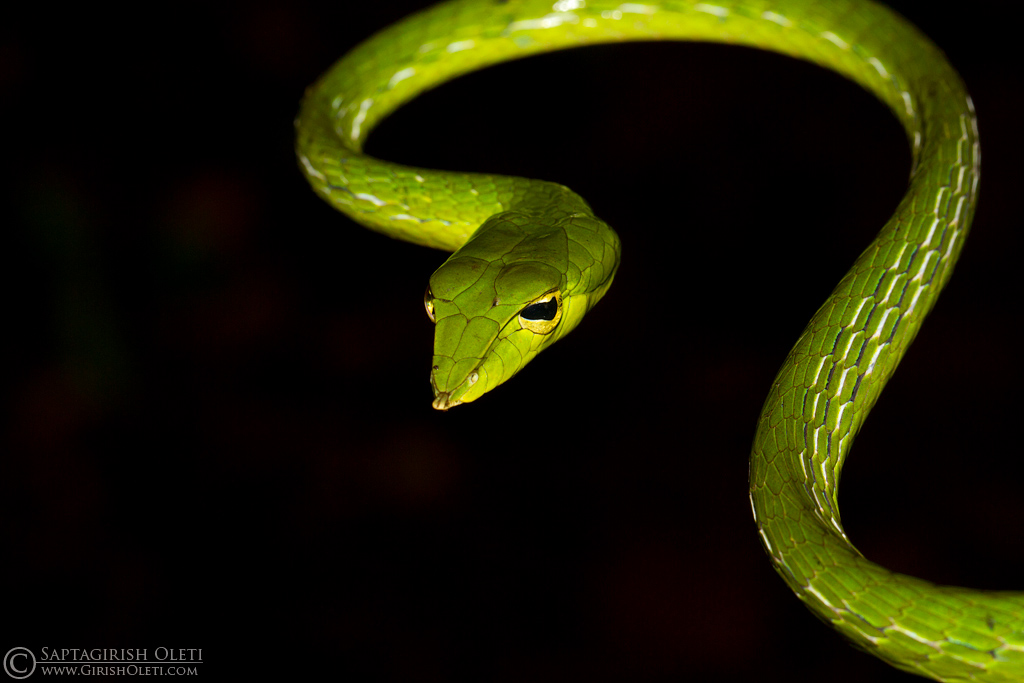 Green Vine Snake photographed at Amboli, Maharastra, India