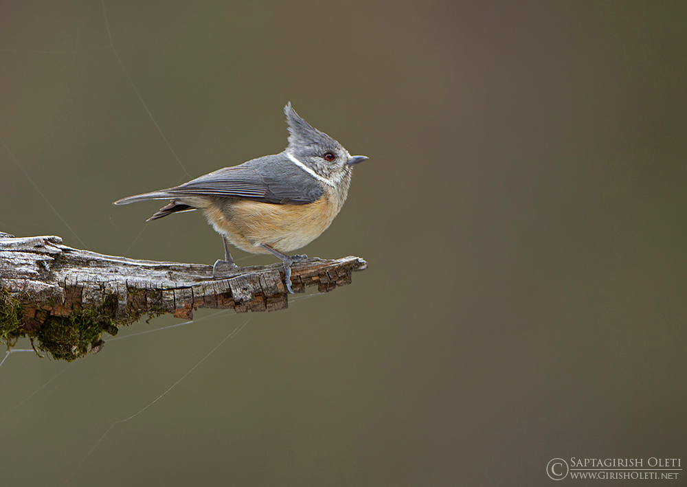 Grey-crested Tit photographed at Chopta