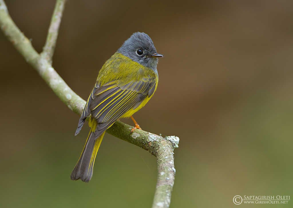 Grey-headed Canary-flycatcher photographed at Ooty, India
