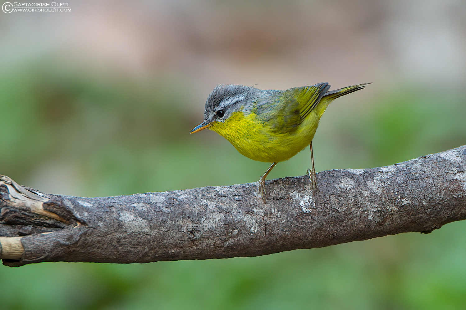 Grey-hooded Warbler photographed at Sattal, India