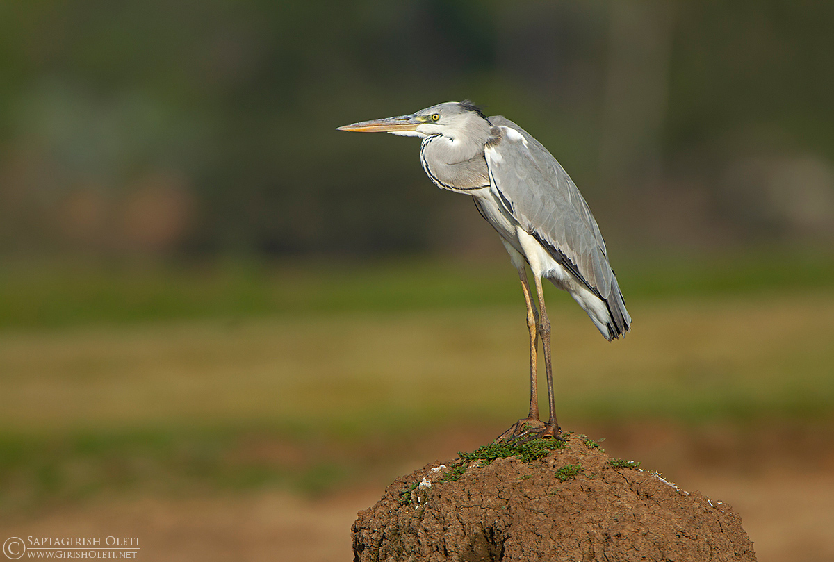 Grey Heron photographed at Bangalore