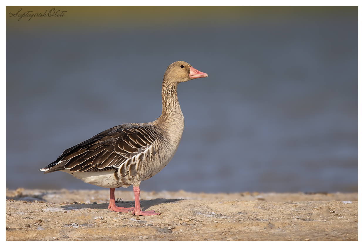 Greylag Goose photographed at Little Rann of Kutch