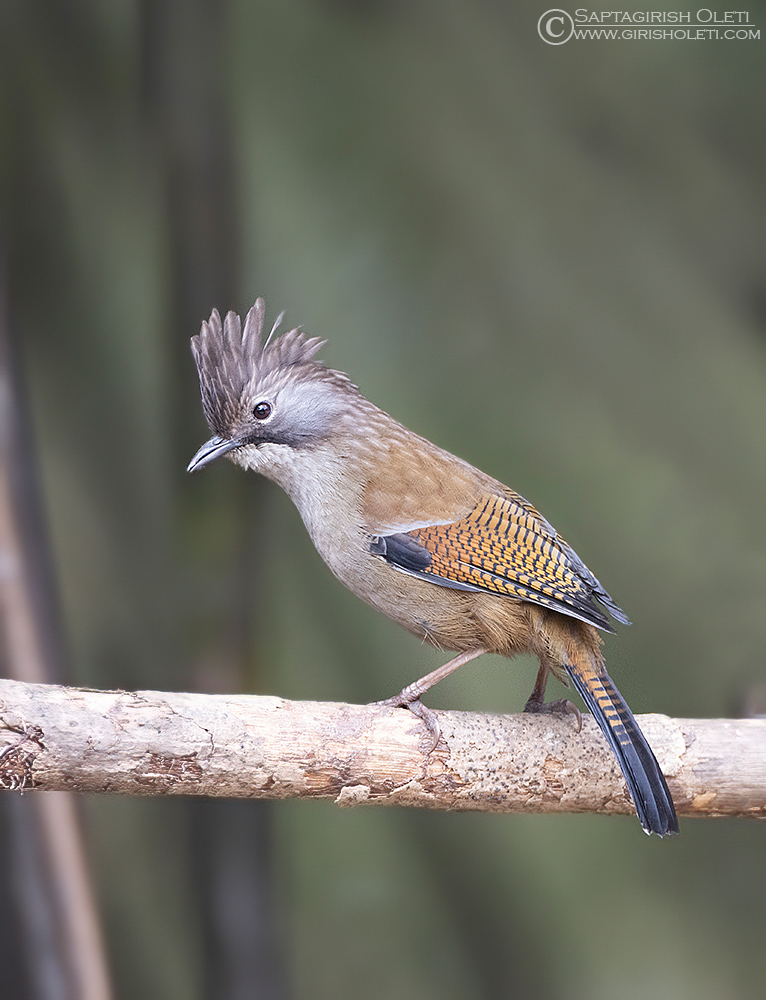 Hoary-throated Barwing photographed at Tiger Hills, Darjeeling