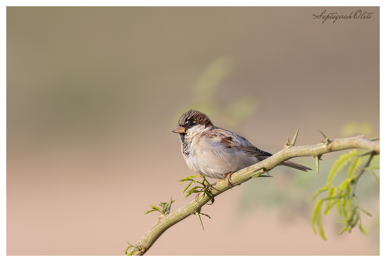 House Sparrow photographed at Nalsarovar