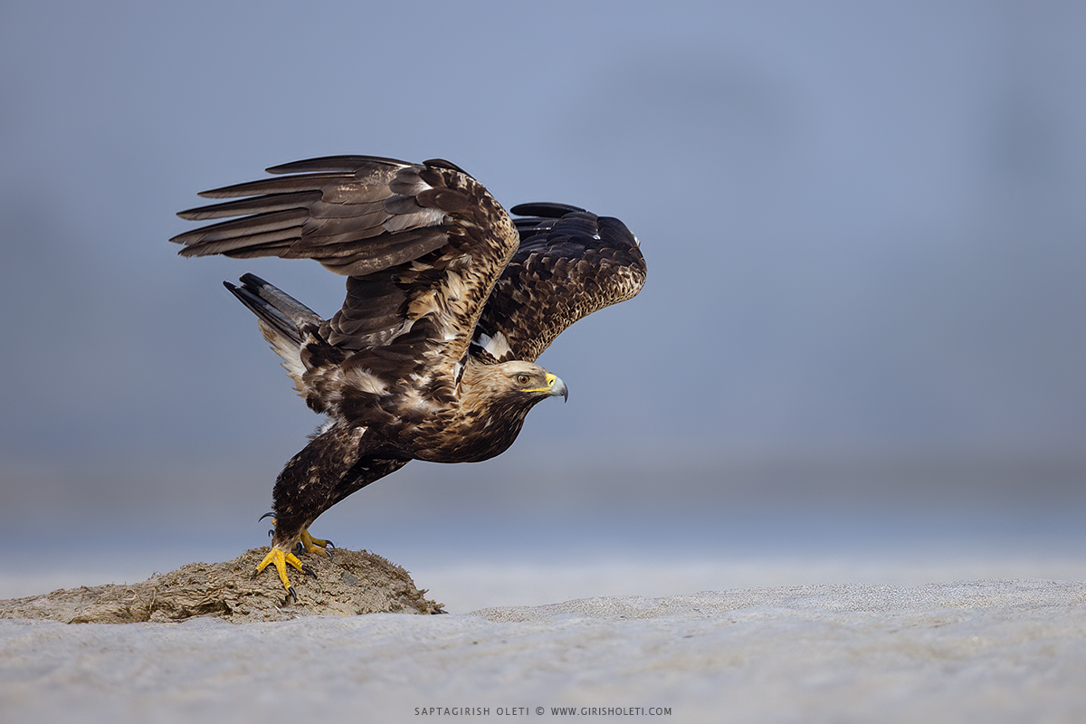 Imperial Eagle photographed at Gajoldoba