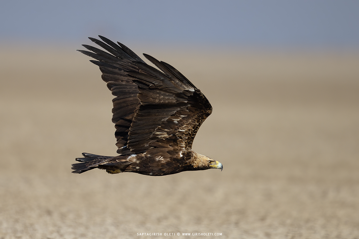 Imperial Eagle photographed at Little Rann of Kutch