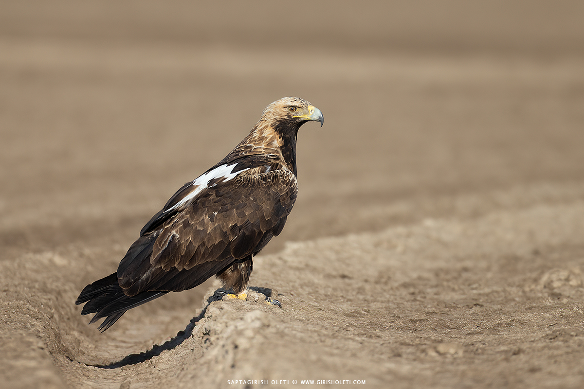 Imperial Eagle photographed at Little Rann of Kutch