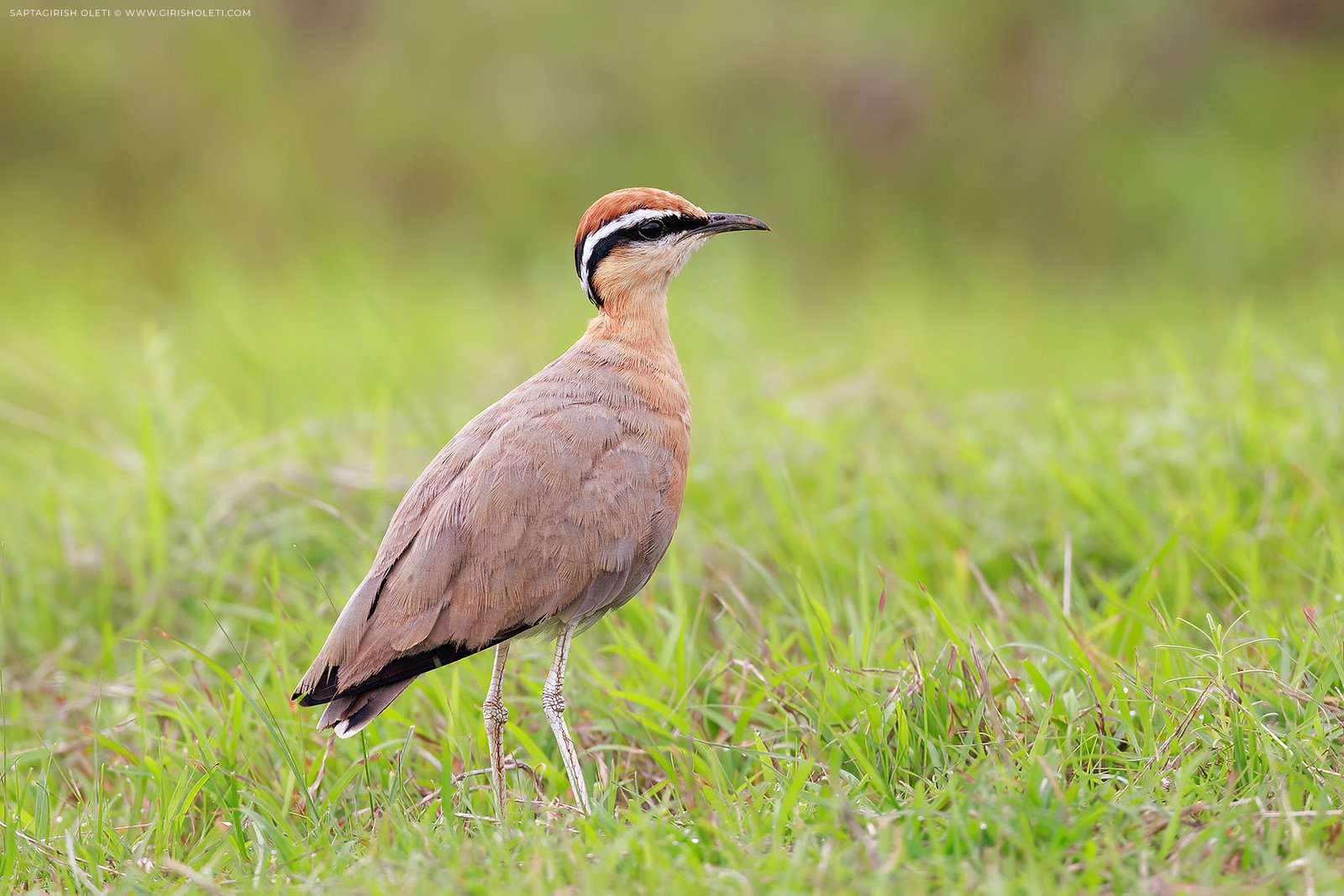 Indian Courser photographed at Bhigwan, Maharastra