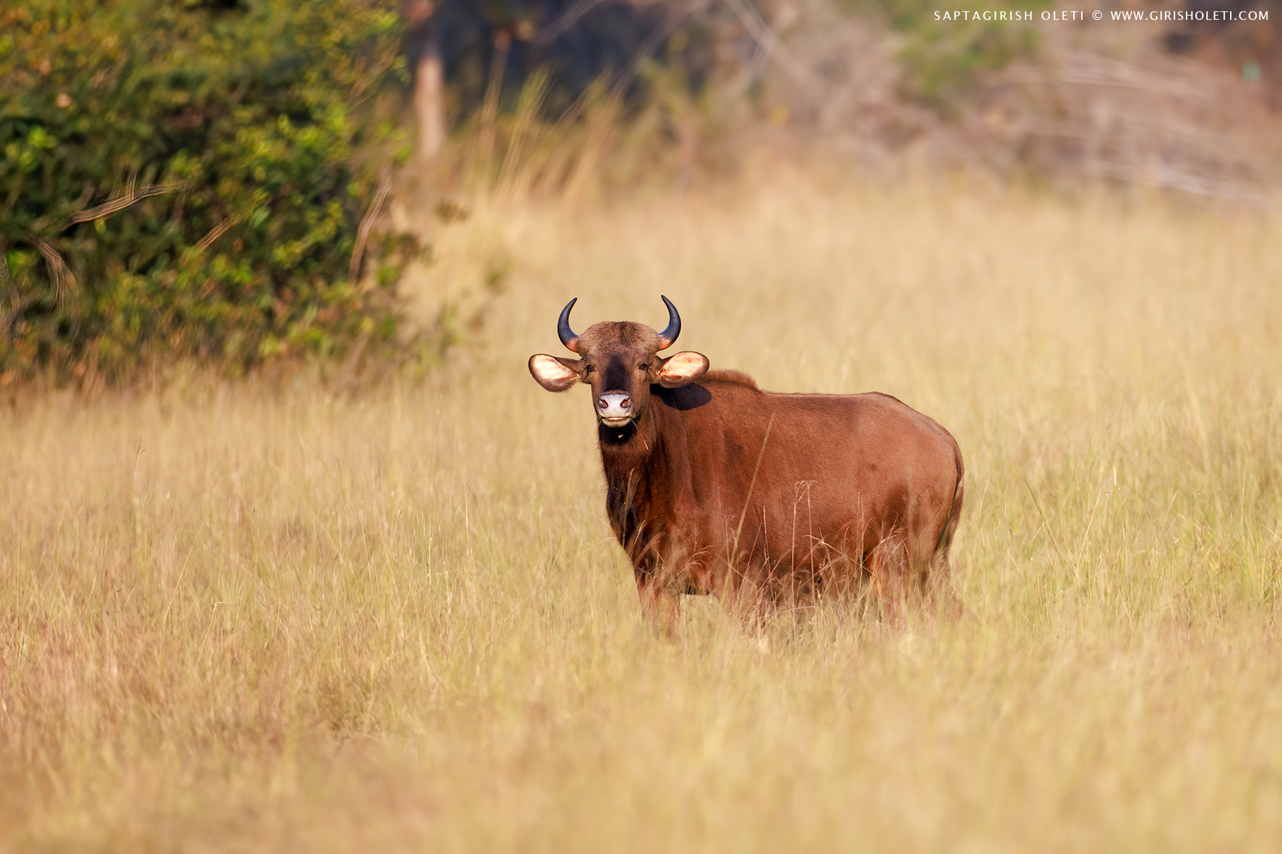 Indian Gaur photographed at Tadoba Andhari Tiger Reserve