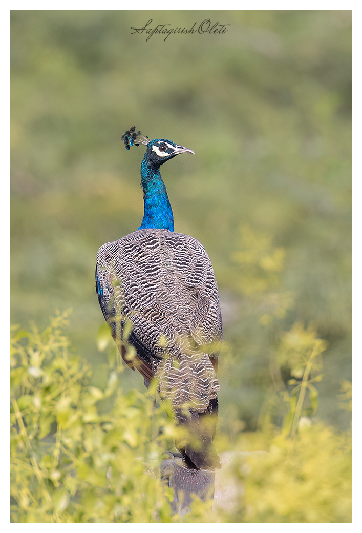 Indian Peafowl photographed at Nalsarovar