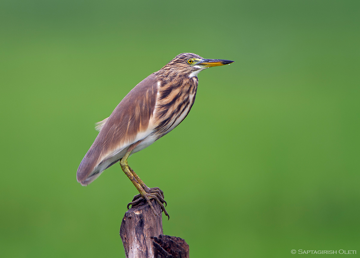 Indian Pond-heron photographed at Kakinada, India