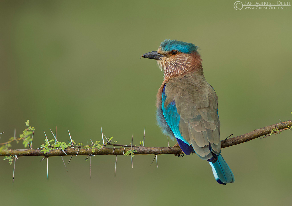 Indian Roller photographed at Bangalore