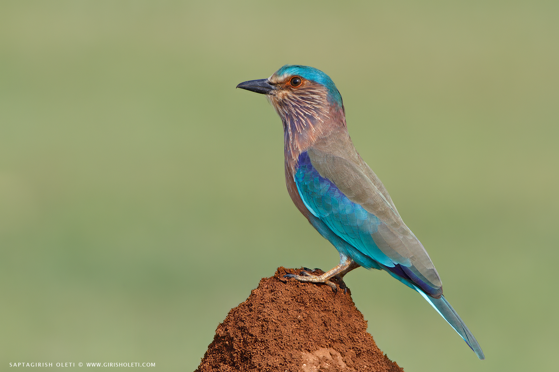 Indian Roller photographed at Bangalore