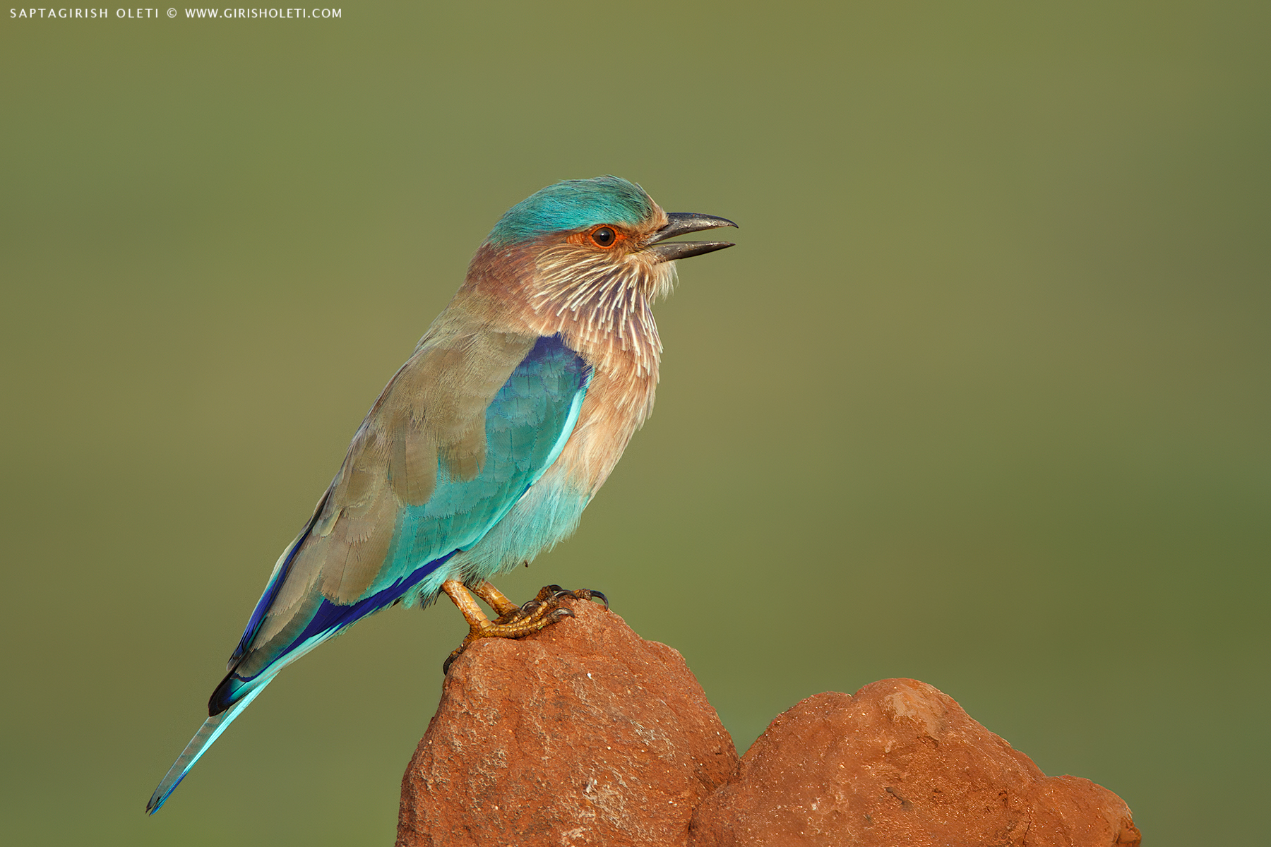 Indian Roller photographed at Bangalore