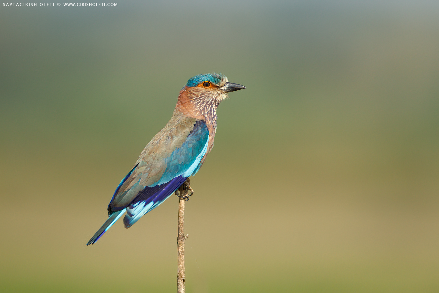Indian Roller photographed at Bangalore