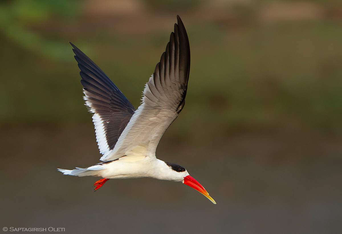 Indian Skimmer photographed at Kakinada, India