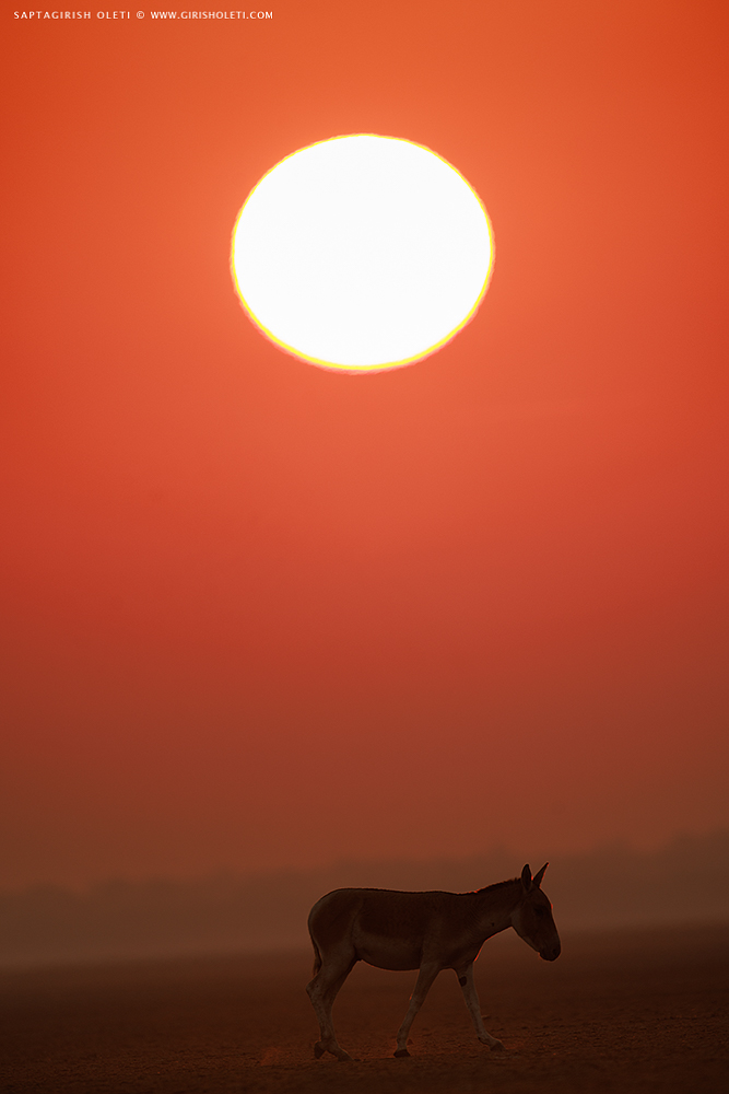 Indian Wild Ass photographed at Little Rann of Kutch