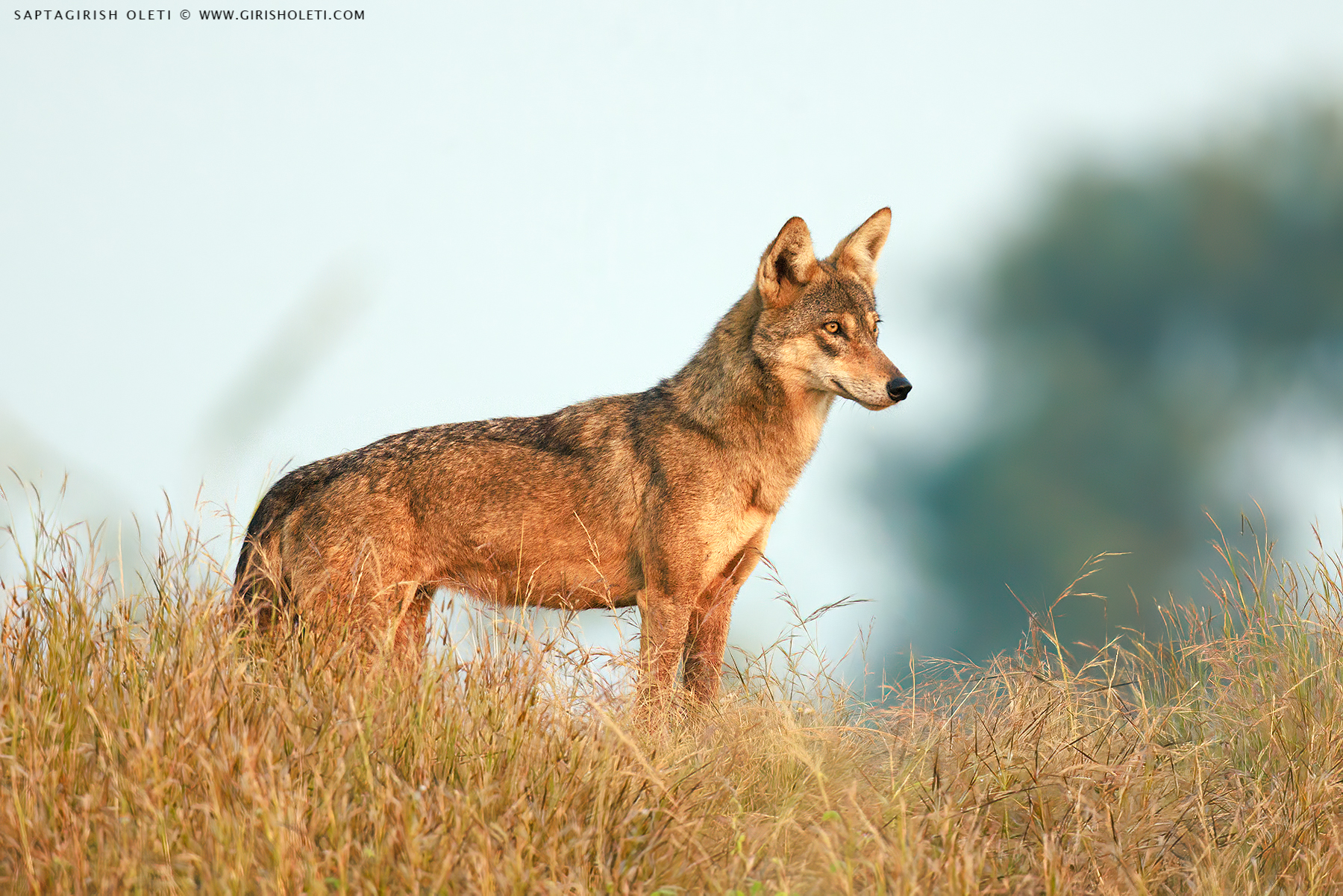 Indian wolf photographed at Bhigwan, Maharastra