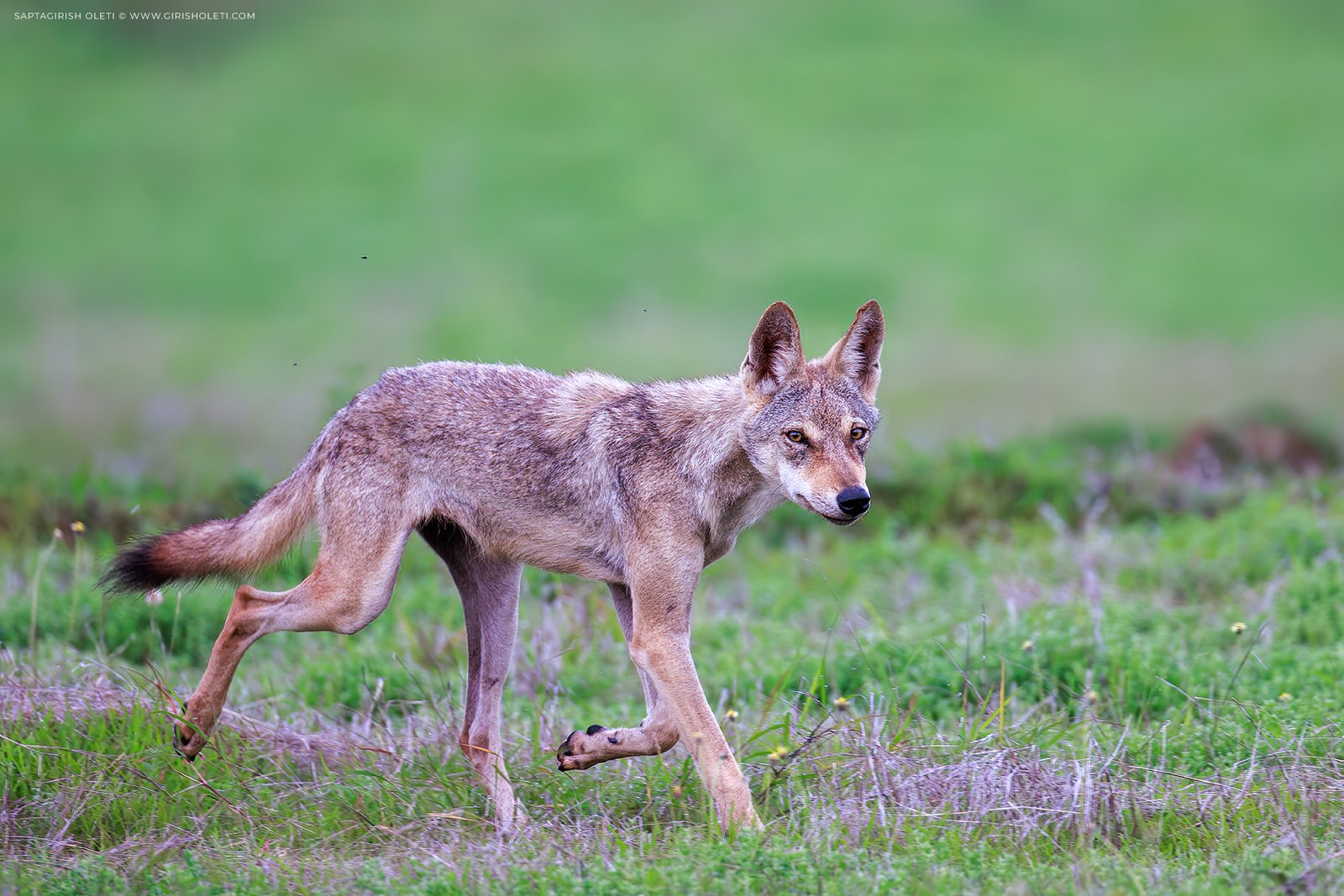 Indian wolf