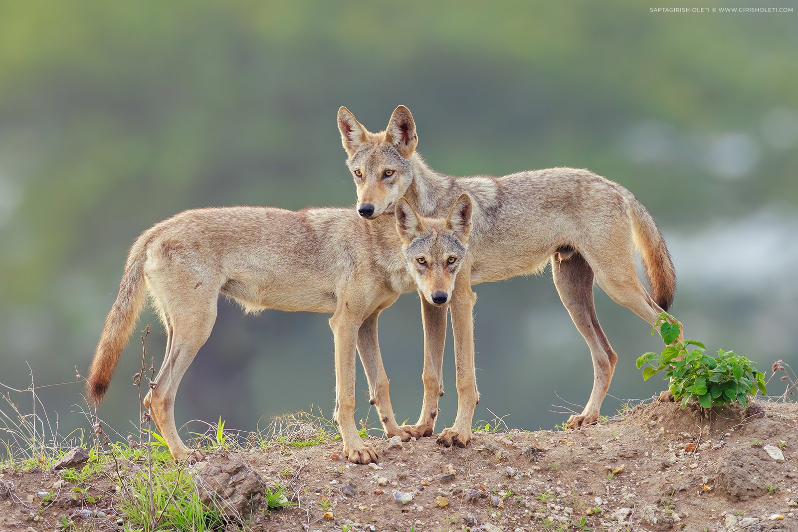 Indian wolf