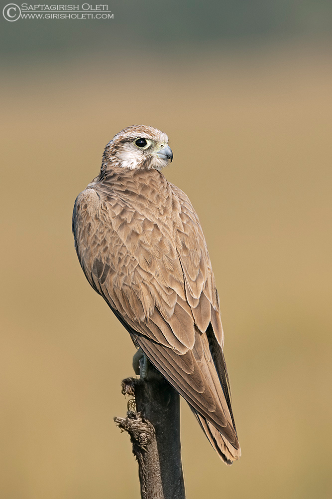 Laggar Falcon photographed at Taal Chappar, Rajasthan