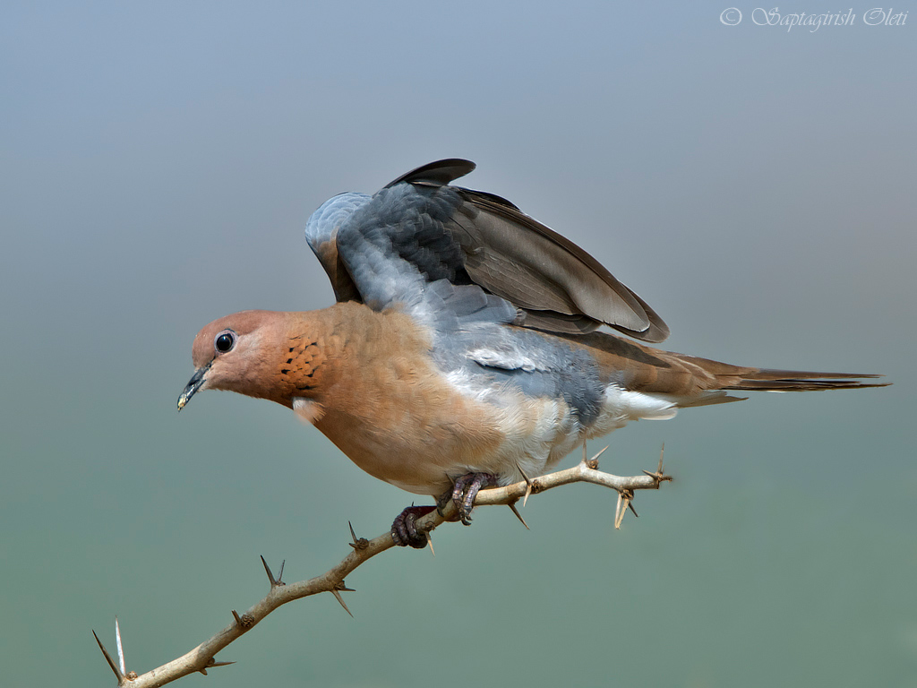 Laughing Dove photographed at Bangalore