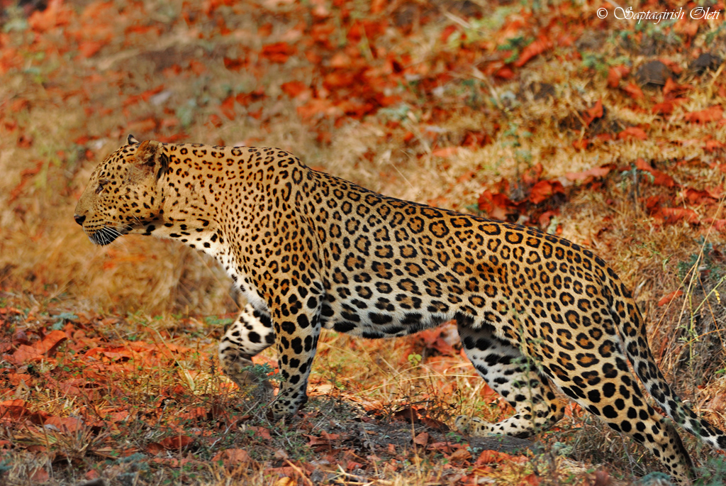 Leopard photographed at Kabini