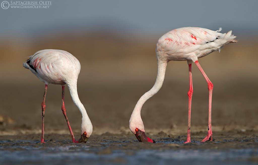 Lesser Flamingo photographed at Jamnagar