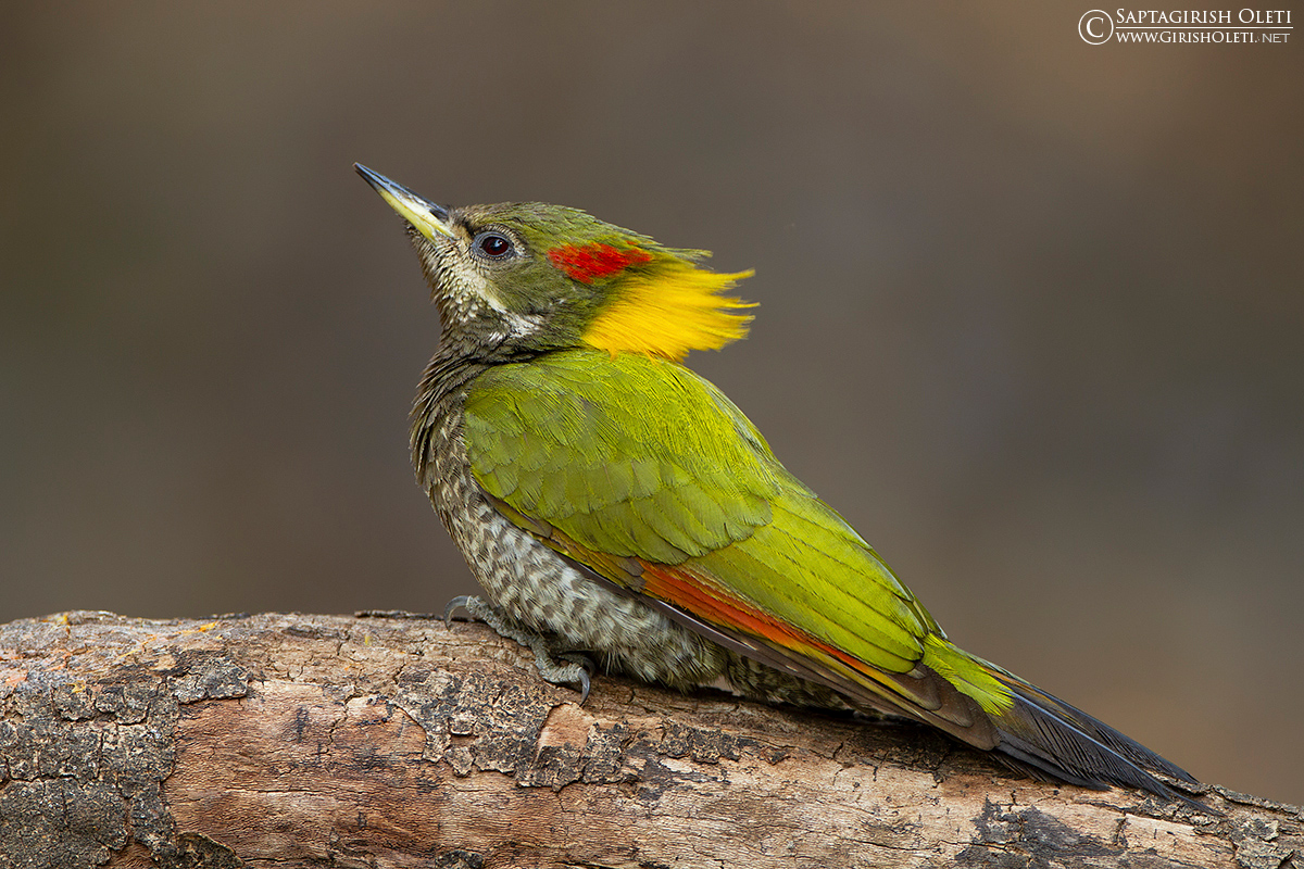 Lesser Yellownape photographed at Sattal