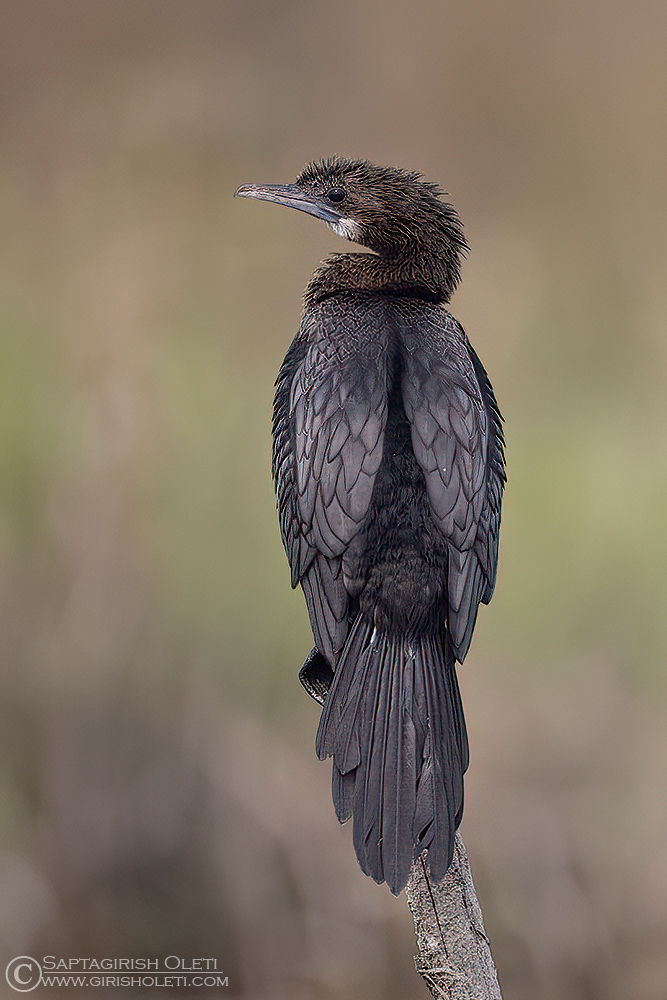 Little Cormorant photographed at Gajoldoba