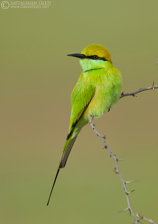 Little Green Bee-eater photographed at Bangalore