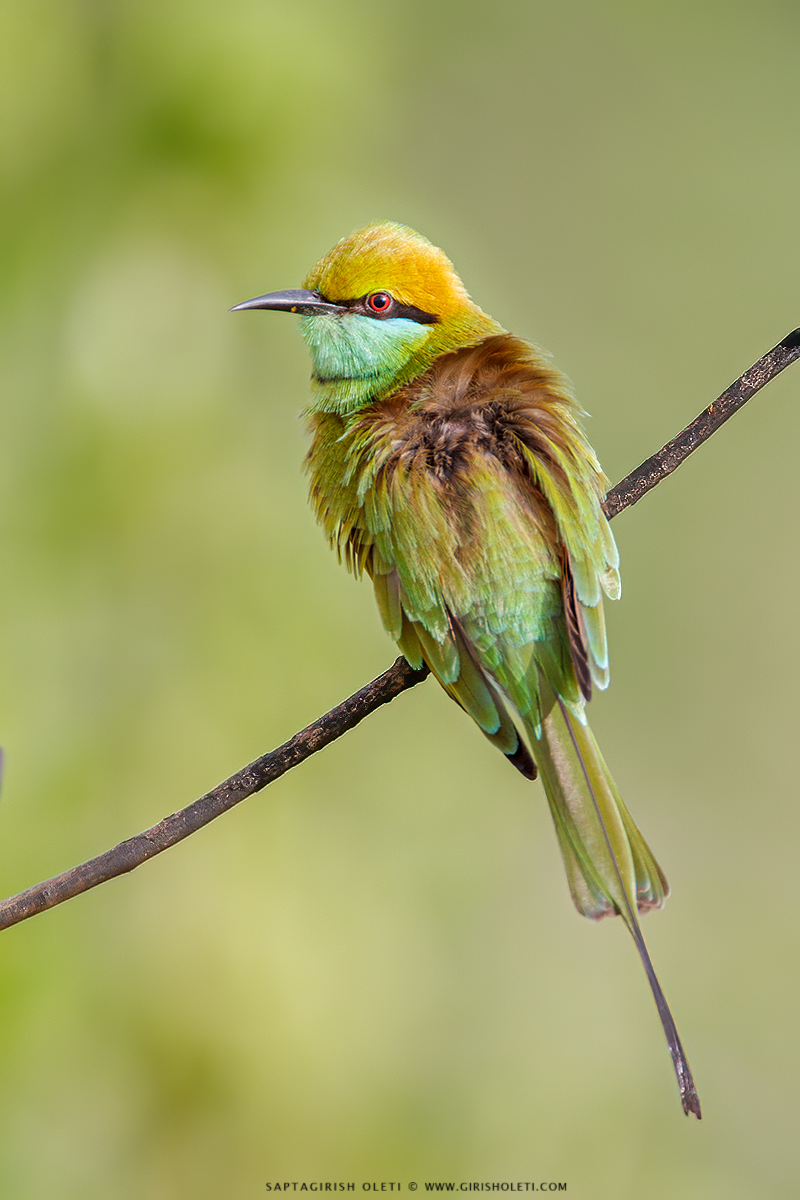 Little Green Bee-eater photographed at Bangalore, India