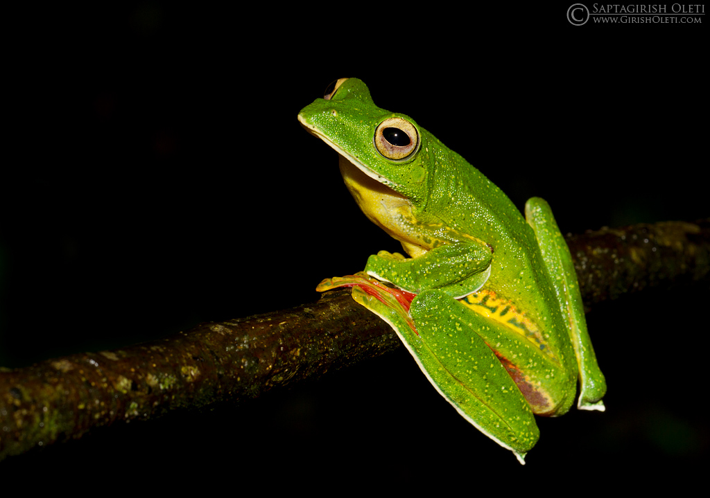 Malabar Gliding Frog photographed at Amboli, Maharastra, India