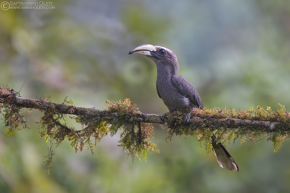 Malabar Grey Hornbill photographed at Thattekad, Kerala