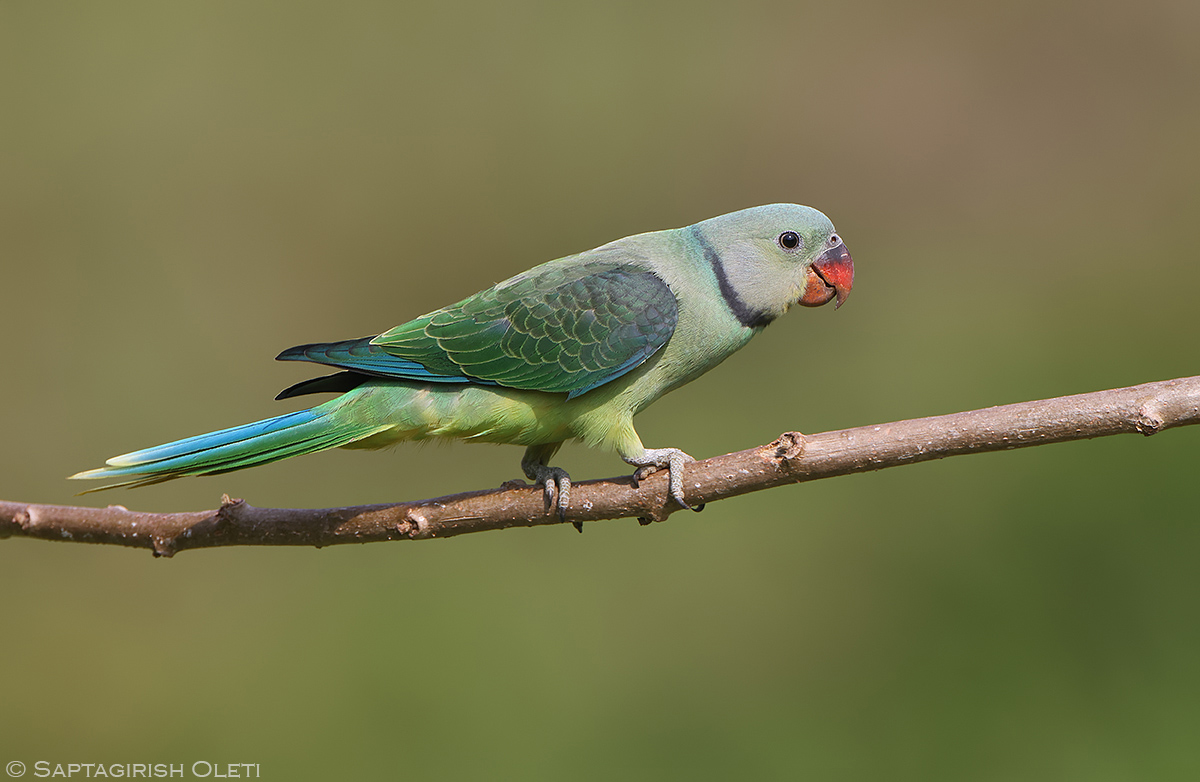 Malabar Parakeet photographed at Coorg, Karnataka