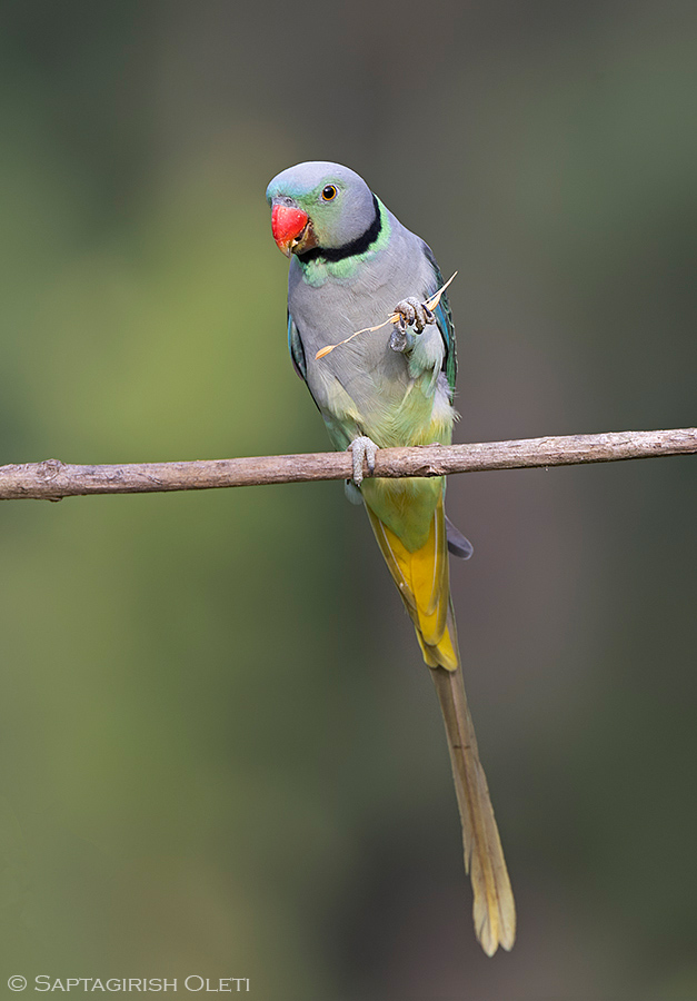 Malabar Parakeet photographed at Coorg, Karnataka