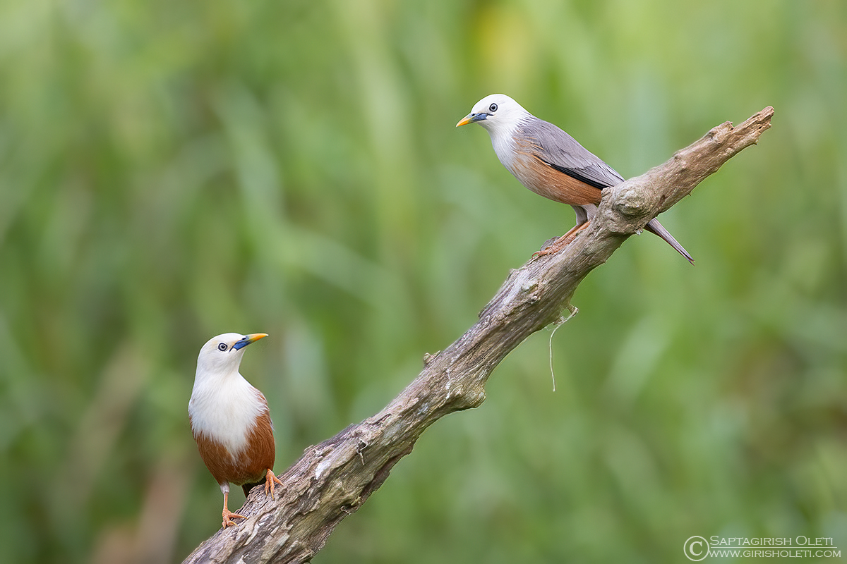 Malabar starling photographed at Thattekad, Kerala