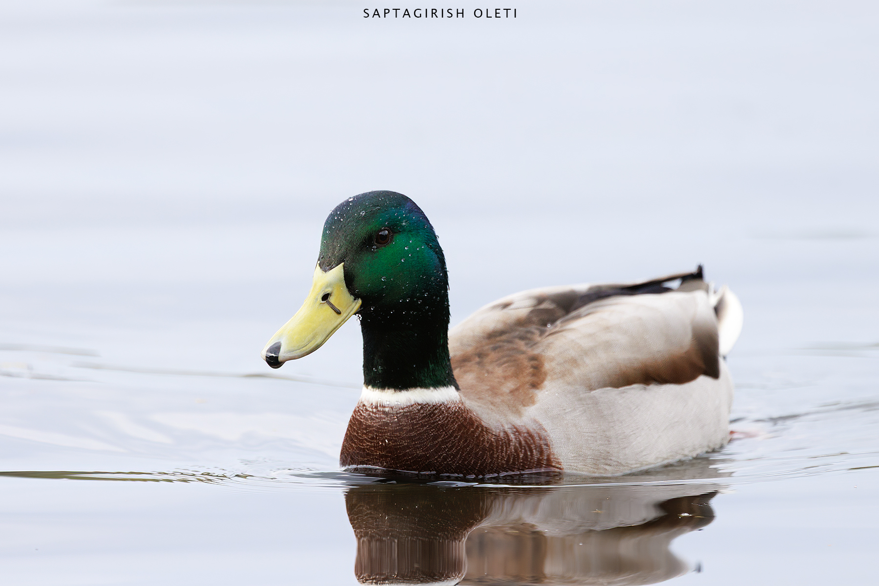 Mallard photographed at Edinburgh, Scotland