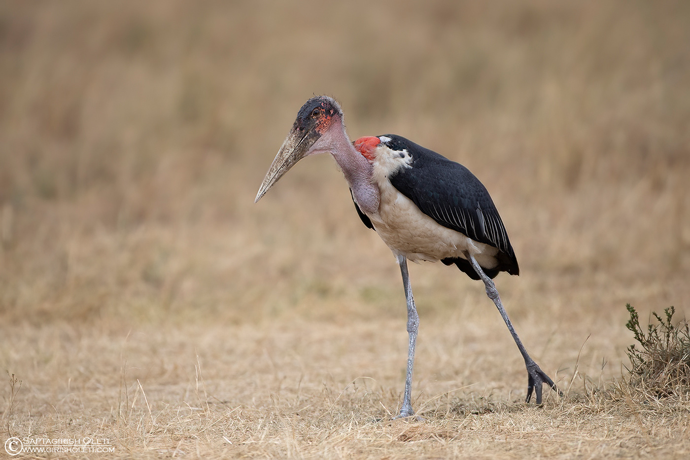 Marabou stork photographed at Masai Mara, Kenya