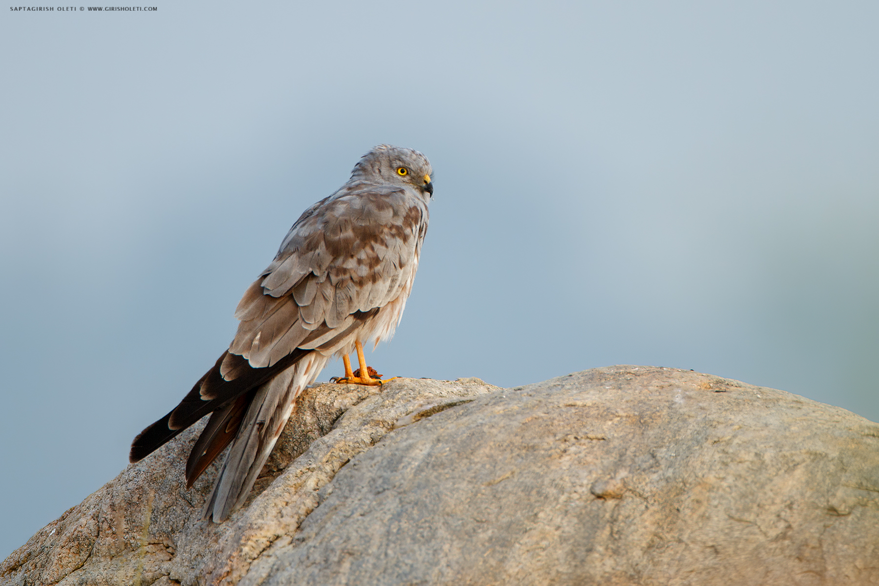 Montagu's Harrier photographed at Maidenahalli, Karnataka