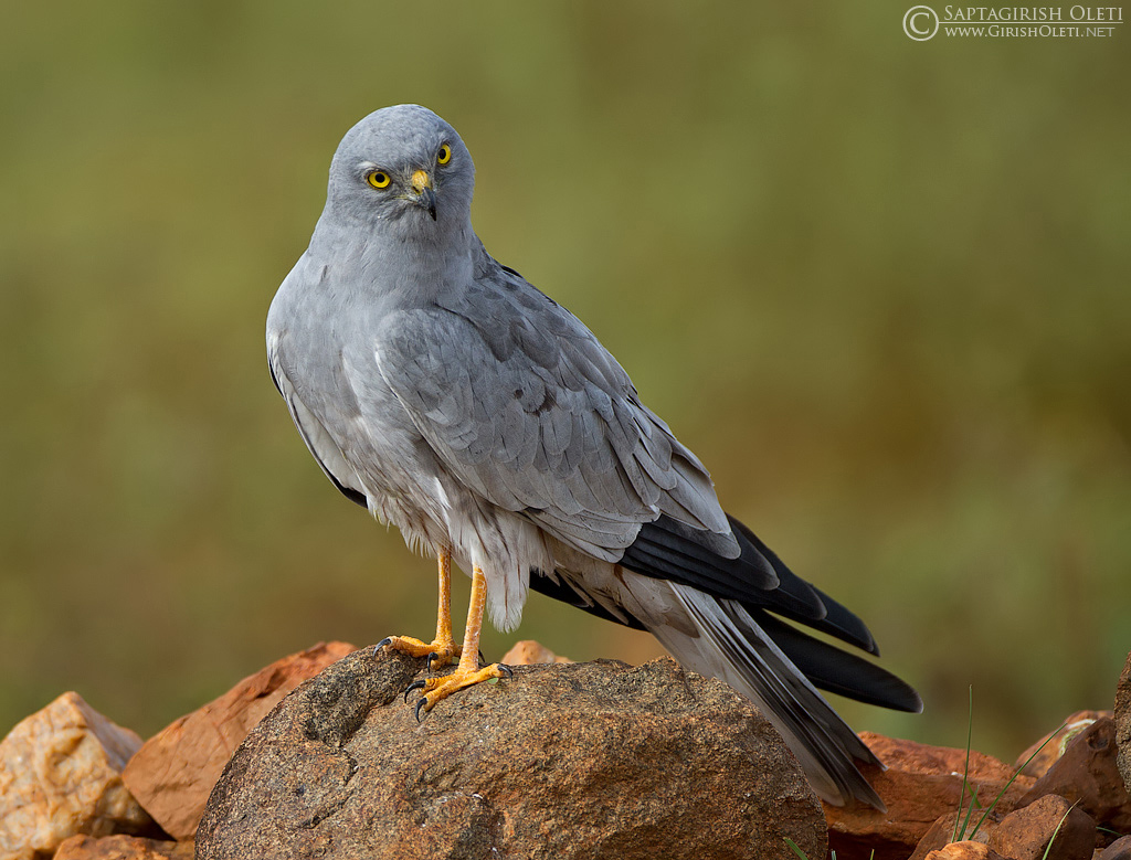 Montagu's Harrier photographed at Bangalore