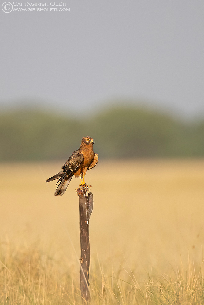 Montagu's Harrier photographed at Taal Chappar, Rajasthan