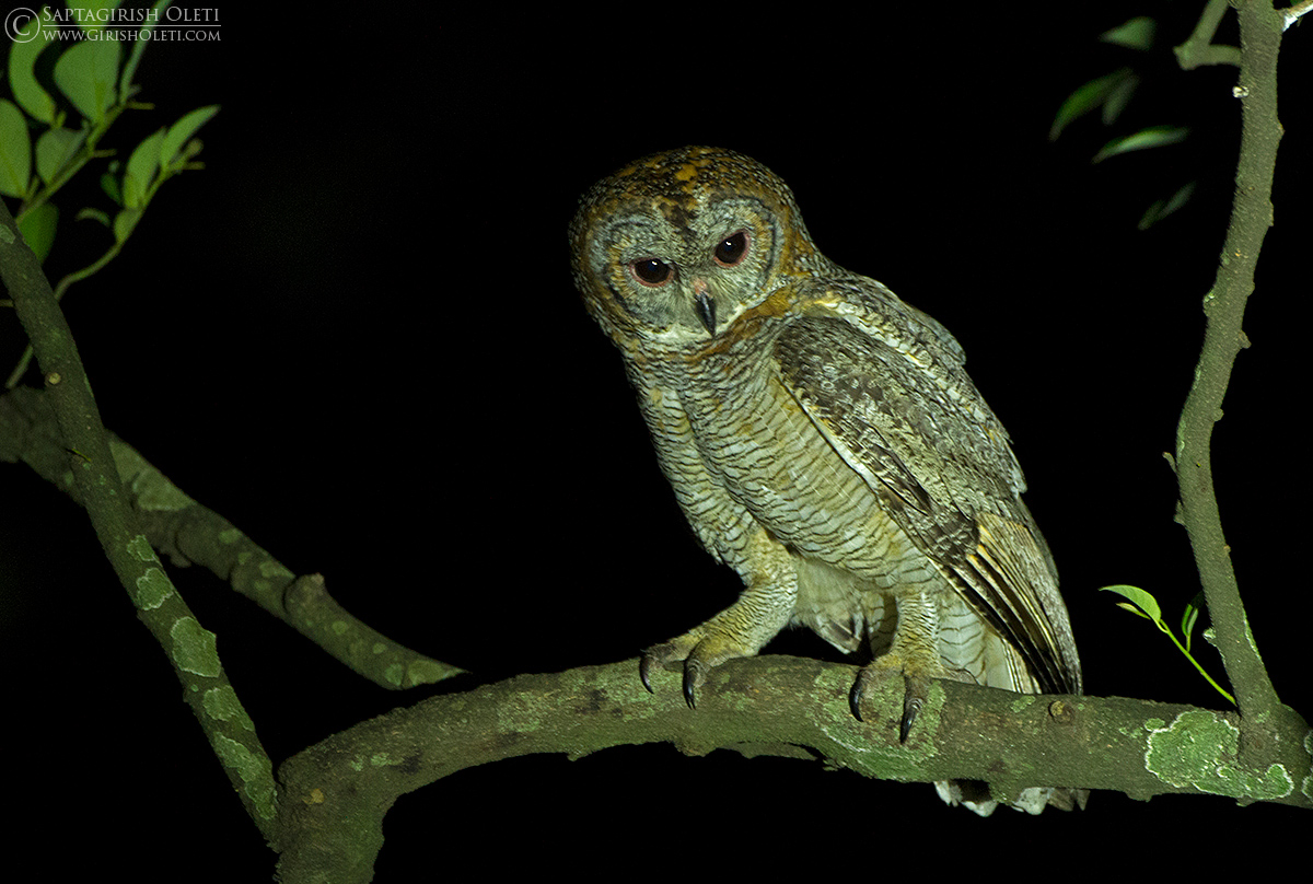 Mottled Wood-owl photographed at Thattekkad, Kerala