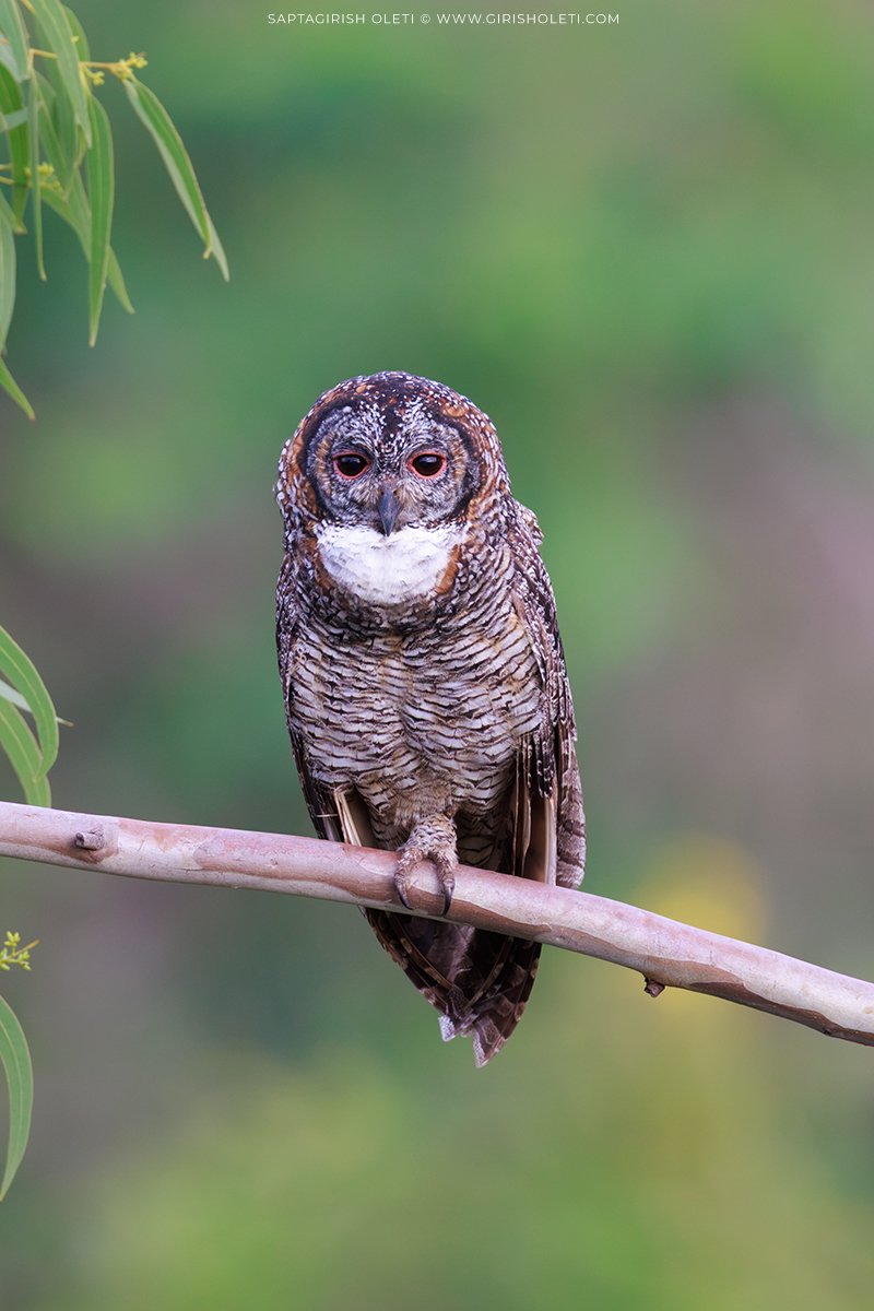 Mottled Wood-owl photographed at Bhigwan
