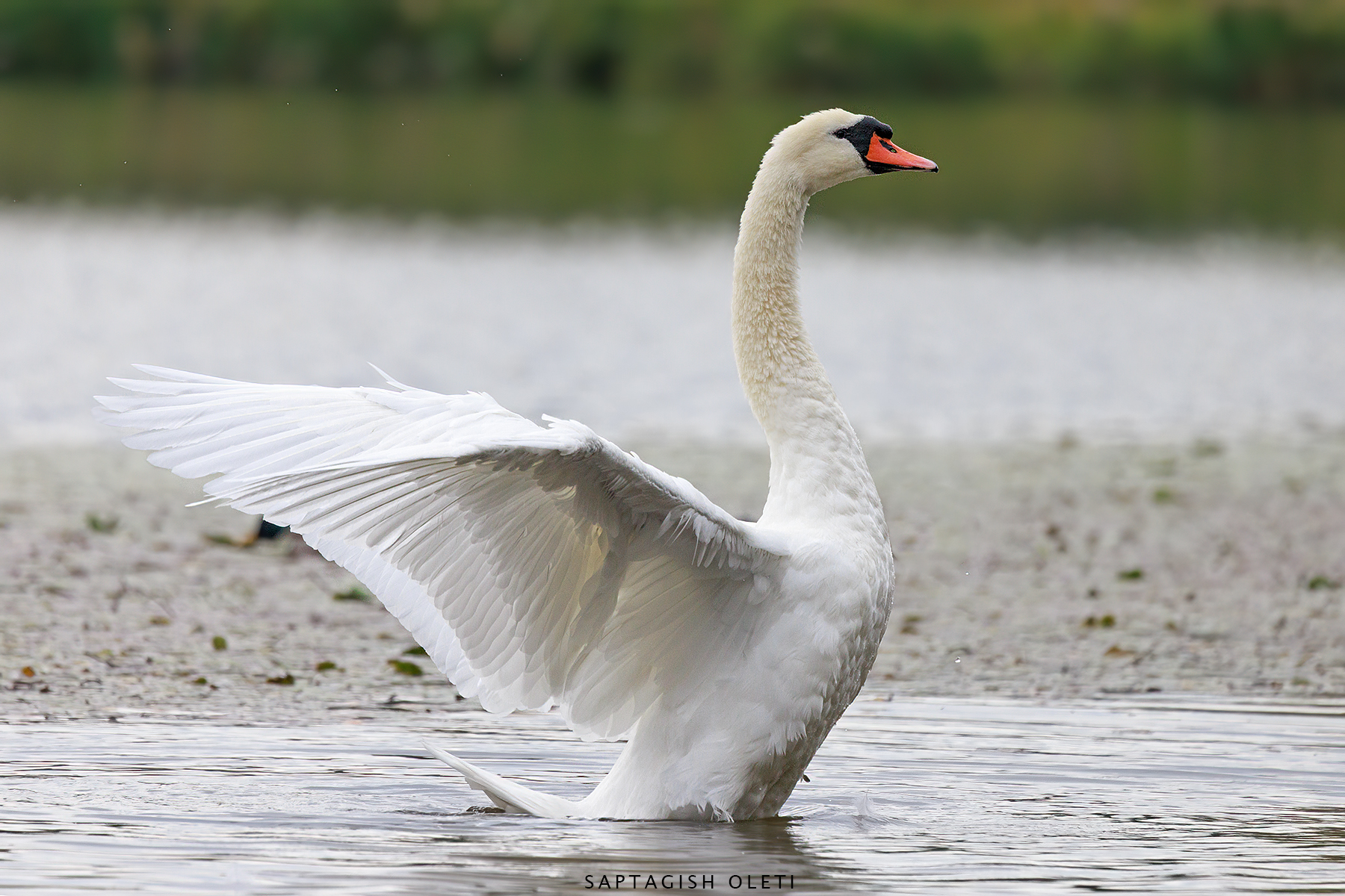 Mute Swan photographed at Edinburgh, Scotland